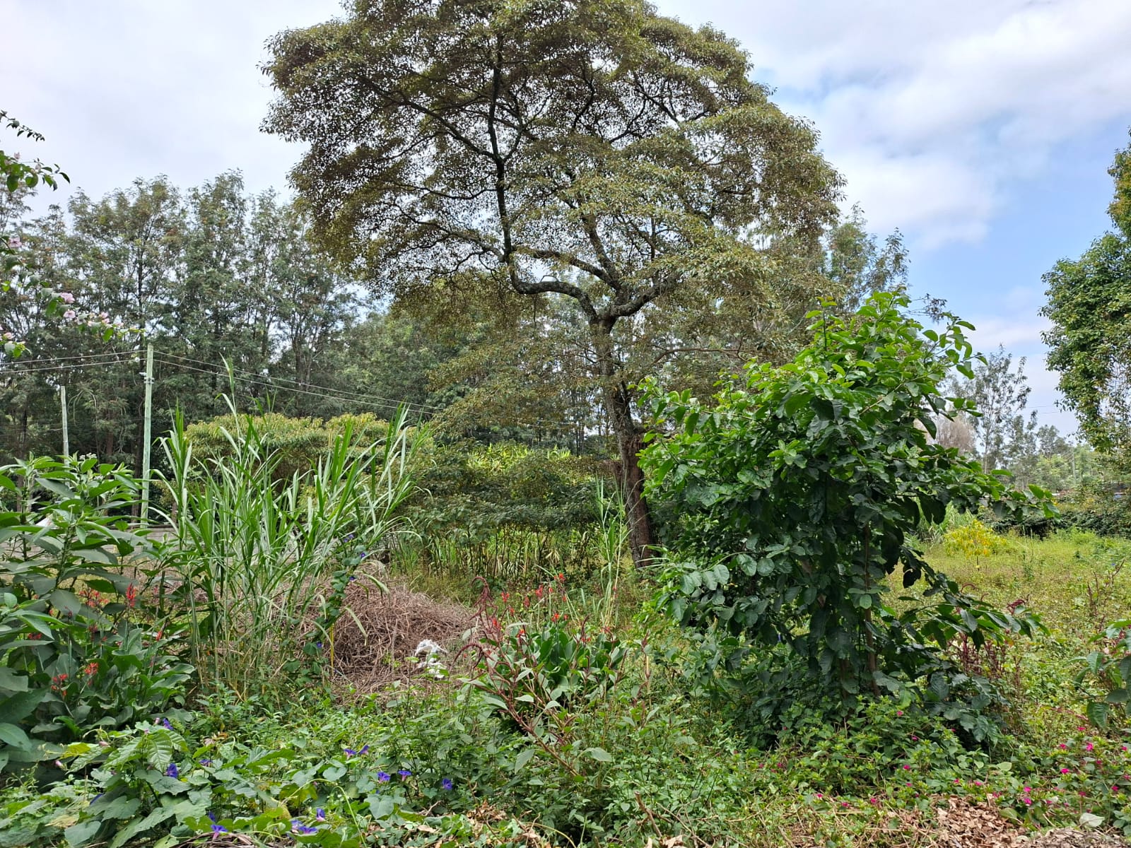 Property Summary – Karen (Hillcrest Close)